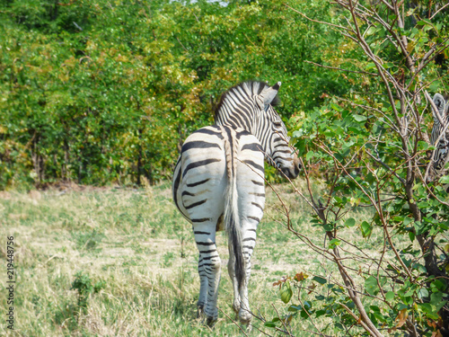 African zebra in natural habitat