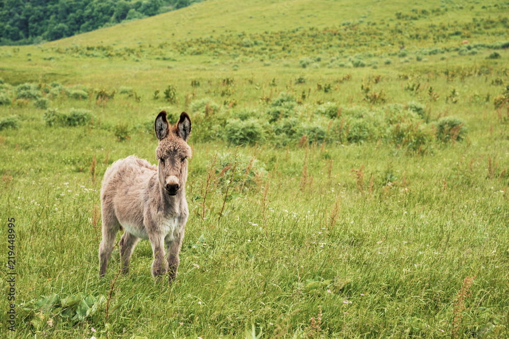 Portrait of a beautiful fluffy ass, Equus asinus, in the middle of a green meadow. On a sunny morning Portrait of a beautiful fluffy ass, Equus asinus, in the middle of a green meadow. On a sunny morning