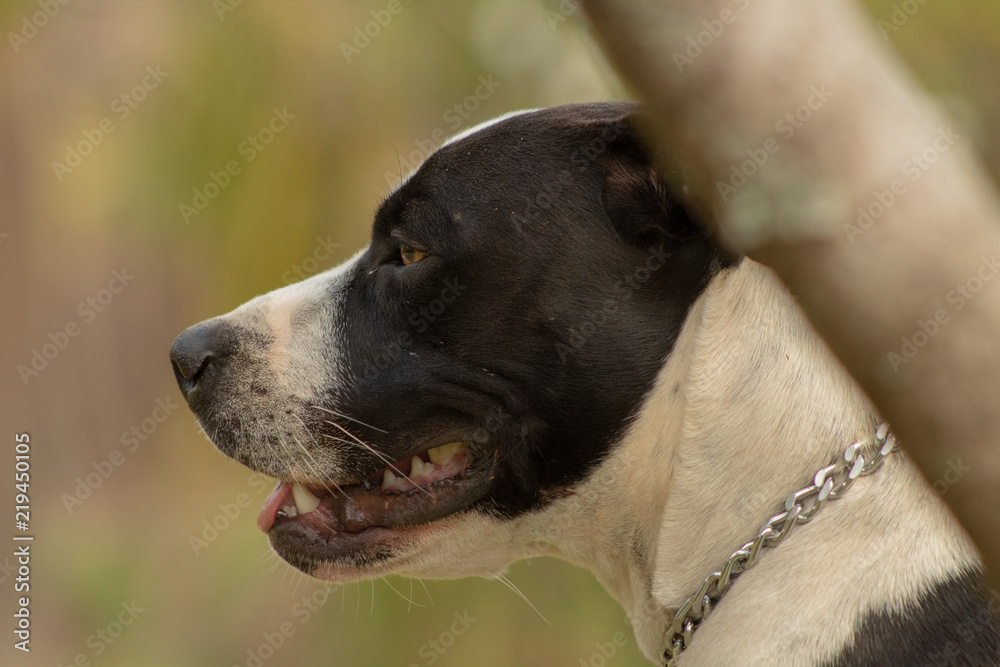 Pitbull é um anjo