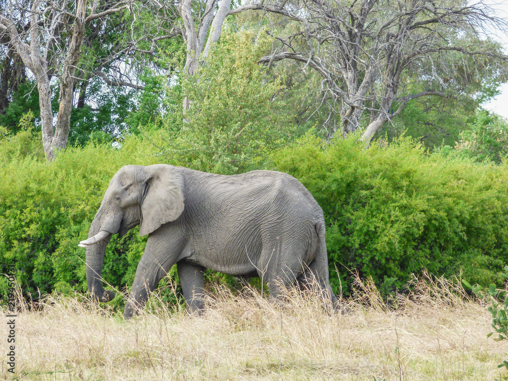 African elephant in natural habitat, Botswana