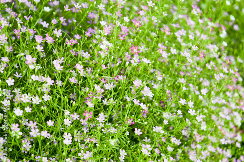 many small flower  pink daisies with little green leaf  natural background