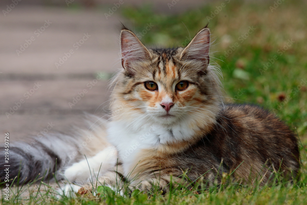 Young norwegian forest cat female resting outdoors