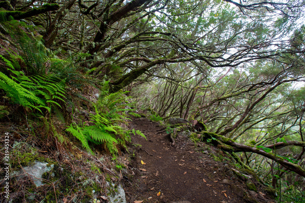 Jungle Forest Path on Madeira island Jungle Forest Path on Madeira island