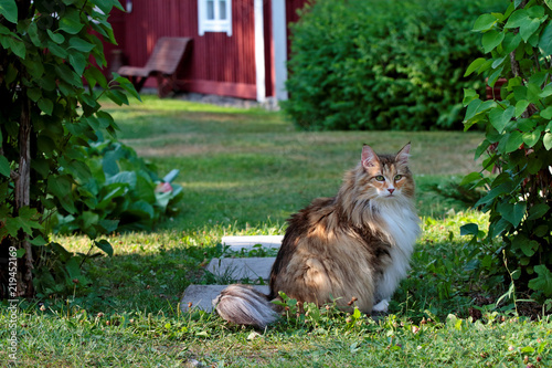 Fototapeta Naklejka Na Ścianę i Meble -  Norwegian forest cat female sitting in garden