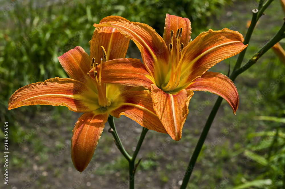 Orange day lily, Lilium or Hemerocallis fulva flower blooming in the natural old West park, Sofia, Bulgaria Orange day lily, Lilium or Hemerocallis fulva flower blooming in the natural old West park, Sofia, Bulgaria