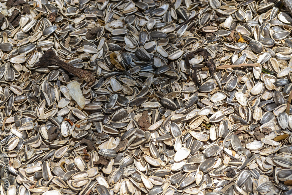 sunflower seeds in black and white