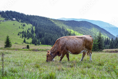 a cow grazing on mountain slopes. The concept of environmentally friendly products. Eco-milk