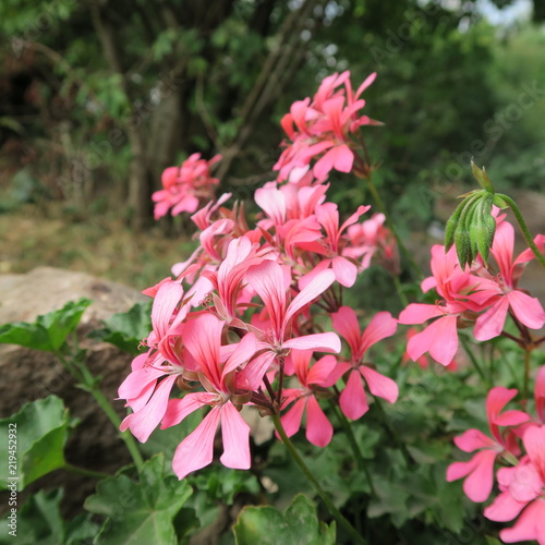 Geraniums, colored geraniums, beautiful flowers in the garden