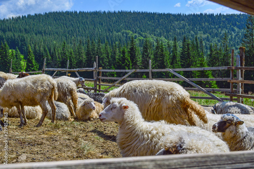 sheep grazing on mountain slopes. The concept of environmentally friendly products. Eco-cheese