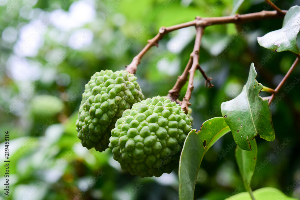 Young Lychee on tree ,fruit Asia Thailand Young Lychee on tree ,fruit Asia Thailand