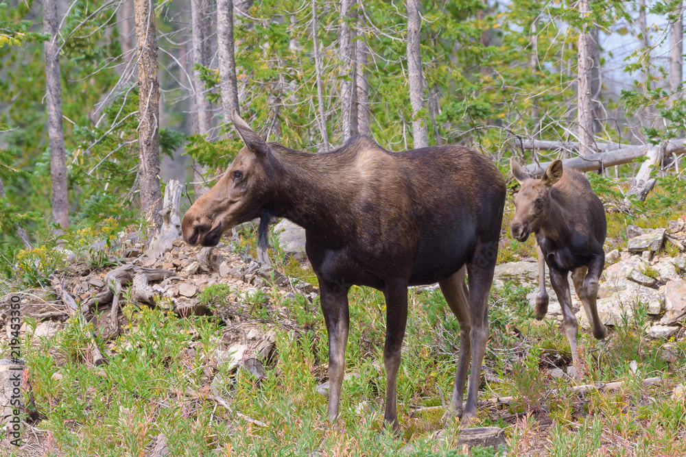 Shiras Moose in the Rocky Mountains of Colorado Shiras Moose in the Rocky Mountains of Colorado