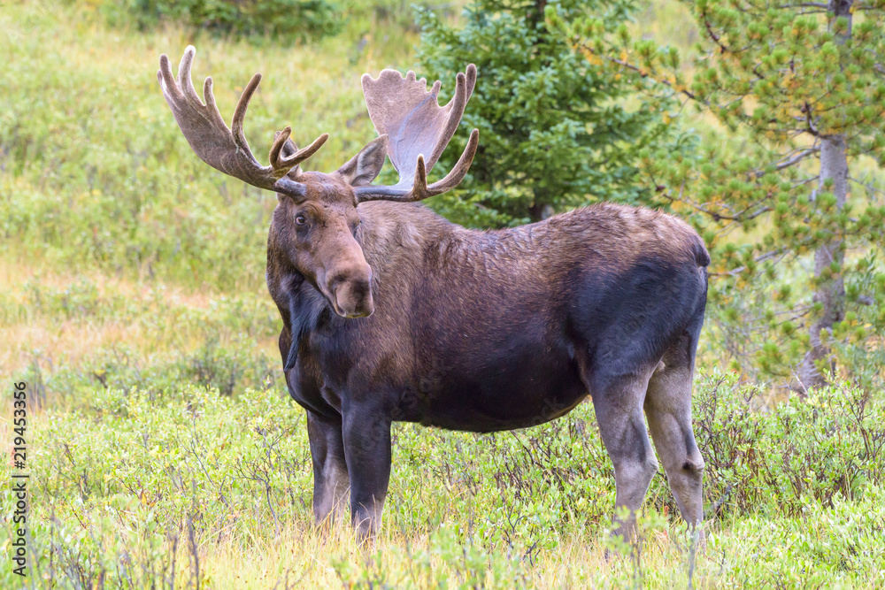 Shiras Moose in the Rocky Mountains of Colorado Shiras Moose in the Rocky Mountains of Colorado