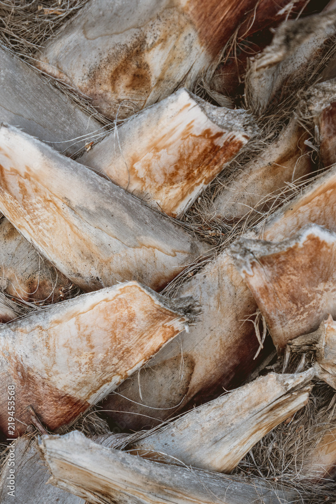 Detail of a trunk of a palm tree