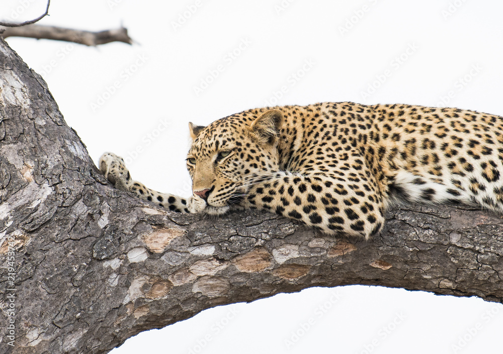 Fototapeta premium Female leopard in a tree