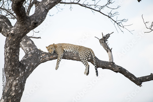 Female leopard in a tree