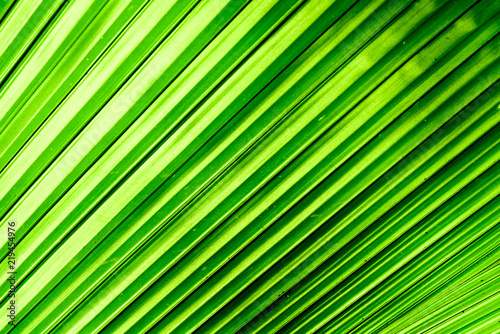 Close up nature Leaves Background, green leaf on blurred background in garden with copy space, fresh wallpaper concept. © PhatCha