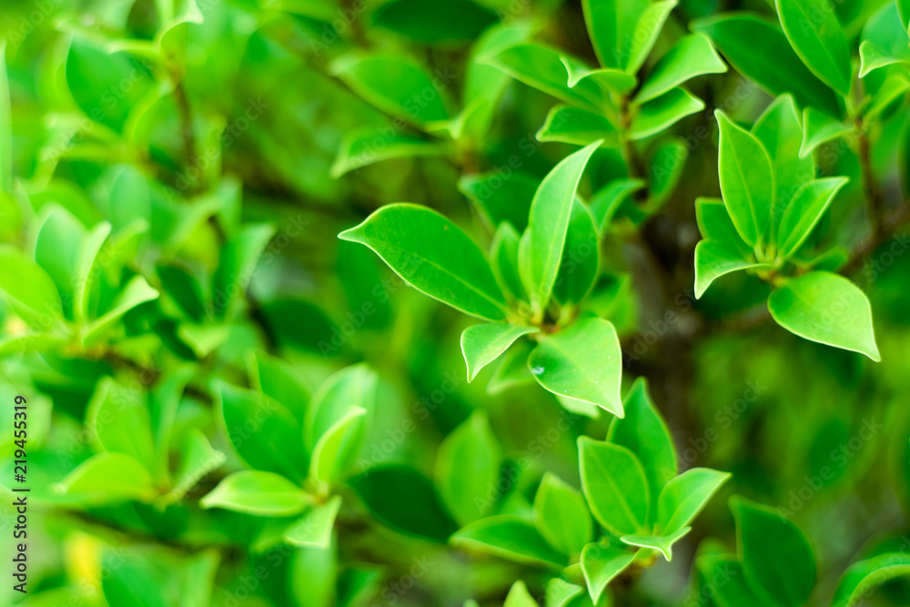 Close up nature Leaves Background, green leaf on blurred background in garden with copy space, fresh wallpaper concept. Close up nature Leaves Background, green leaf on blurred background in garden with copy space, fresh wallpaper concept.