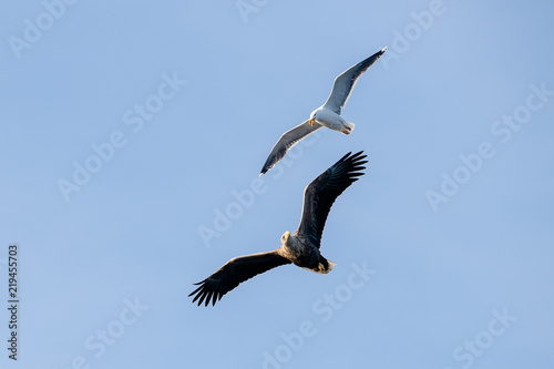 Norwegian white tailed eagle (Haliaeetus albicilla) and seagull in Flatanger, Norway