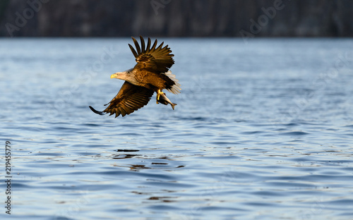 Norwegian white tailed eagle (Haliaeetus albicilla) in Flatanger, Norway photo