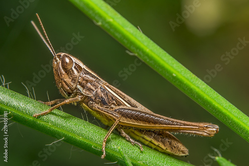 grasshopper 10