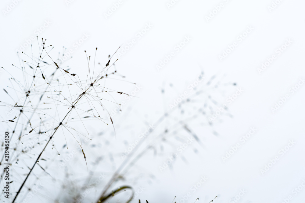 Close up wild flower background, Colorful flowers grass made with gradient for background Blurred style.postcard. Close up wild flower background, Colorful flowers grass made with gradient for background Blurred style.postcard.