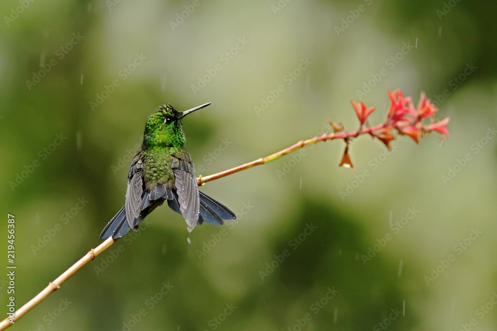 Fototapeta premium Green-crowned brilliant, Heliodoxa jacula sitting on leave, bird from mountain tropical forest, Panama, bird perching on leave, clear green background, resting hummingbird in natural environment, wild