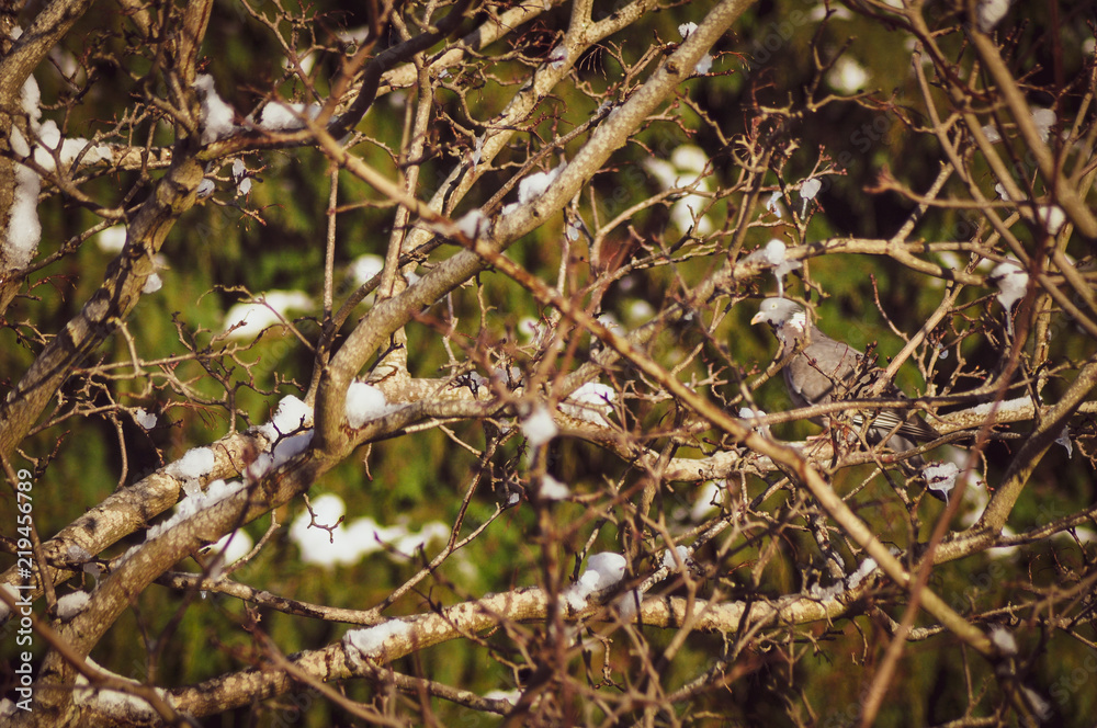 Unfocused pigeon standing on tree branch