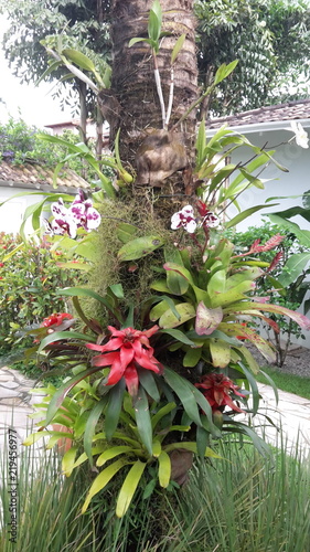 Tree with lots of Plants in Paraty  Brasil