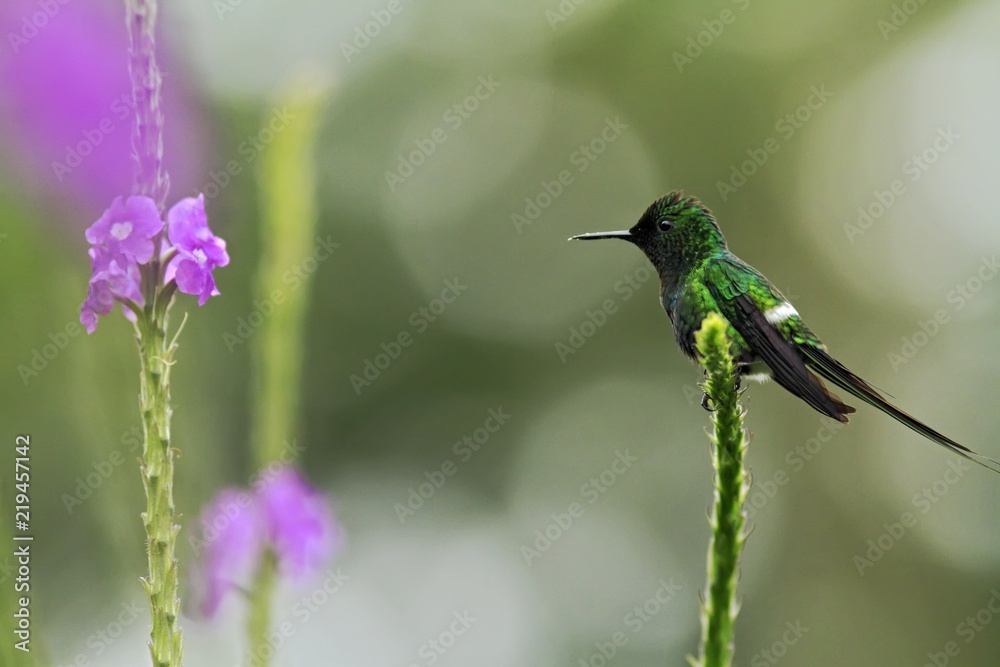 Fototapeta premium Green Thorntail, sitting on flower in garden, bird from mountain tropical forest, Costa Rica, natural habitat, beautiful hummingbird, wildlife, nature, flying gem, clear background