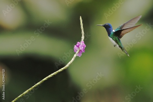 White-necked Jacobin, Florisuga mellivora hovering next to violet flower in garden, bird from mountain tropical forest, Costa Rica, natural habitat, beautiful hummingbird, wildlife, nature, flying gem