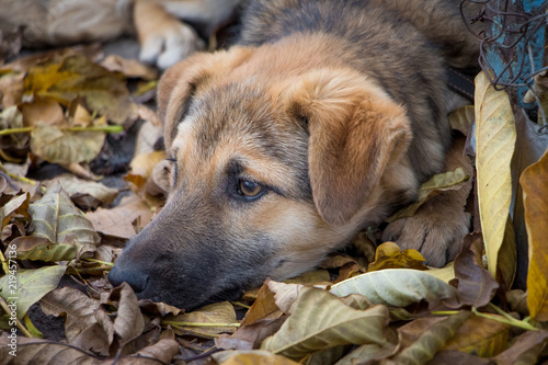 The domestic dog lays on a heap of yellow dry leaves. Autumn - it's time sorrow and nostalgia_