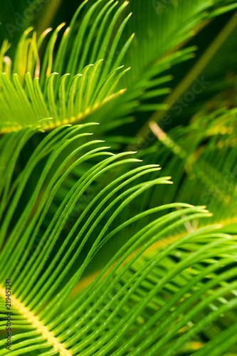 Green vegetation for background