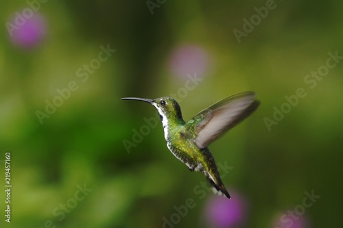Green-breasted Mango hovering in air, bird from mountain tropical forest, Mexico, natural habitat, beautiful hummingbird, wildlife, natural scene, flying gem, clear green background
