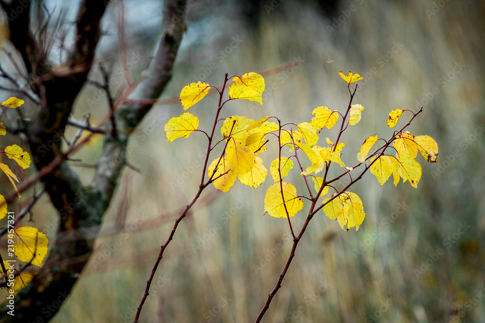 Yellow autumn leaves near a dark branch of a tree. Golden autumn in the woods_ Yellow autumn leaves near a dark branch of a tree. Golden autumn in the woods_