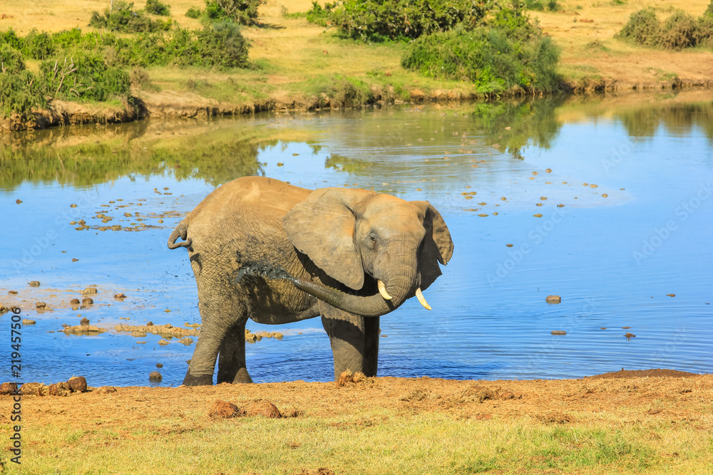 Fototapeta premium African elephant mud shower spraying mud over its body at Addo Elephant National Park in summer season near the pool. Addo NP in Eastern Cape, South Africa.