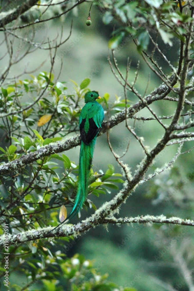 Fototapeta premium Resplendent Quetzal, Pharomachrus mocinno, Mexico, sitting on branch wwith moss, green forest in background. Magnificent sacred green and red bird. Beautiful and magnificent bird in natural enviroment