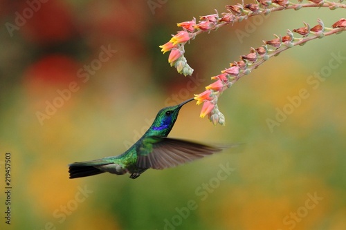 Green violetear, Colibri thalassinus, hovering next to red flower in garden, bird from mountain tropical forest, Savegre, Costa Rica, natural habitat, beautiful hummingbird, colourful background