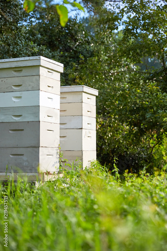 Two Honey Bee Apiaries - Vertical Background
