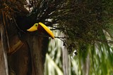 Chesnut-mandibled Toucan sitting on tree with berries in tropical mountain rain forest in Costa Rica, big toucan with yellow and brown long beak, violet flowers, wildlife scene from nature