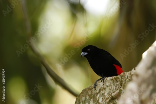 Scarlet-rumped Tanager sitting on tree in tropical mountain rain forest in Costa Rica, clear and green background, small songbird in its natural environment in trees © Ji