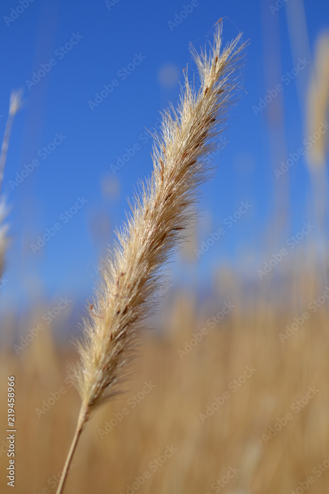 grass grass