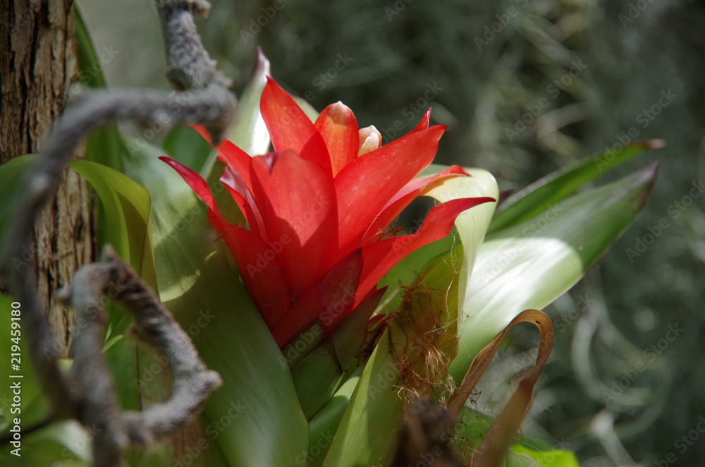 Obraz premium Exotic Beauty