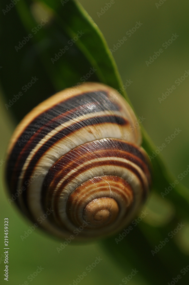 Cepaea vindobonensis - land snail Cepaea vindobonensis - land snail