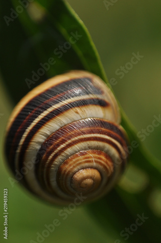 Cepaea vindobonensis - land snail