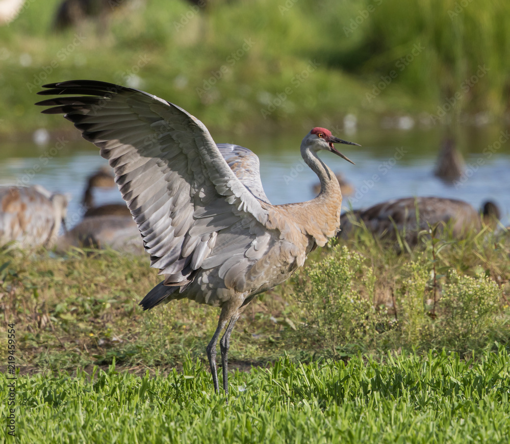 Obraz premium Sandhill Crane Pair Dancing Ritual