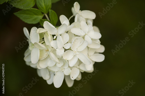 Hydrangea