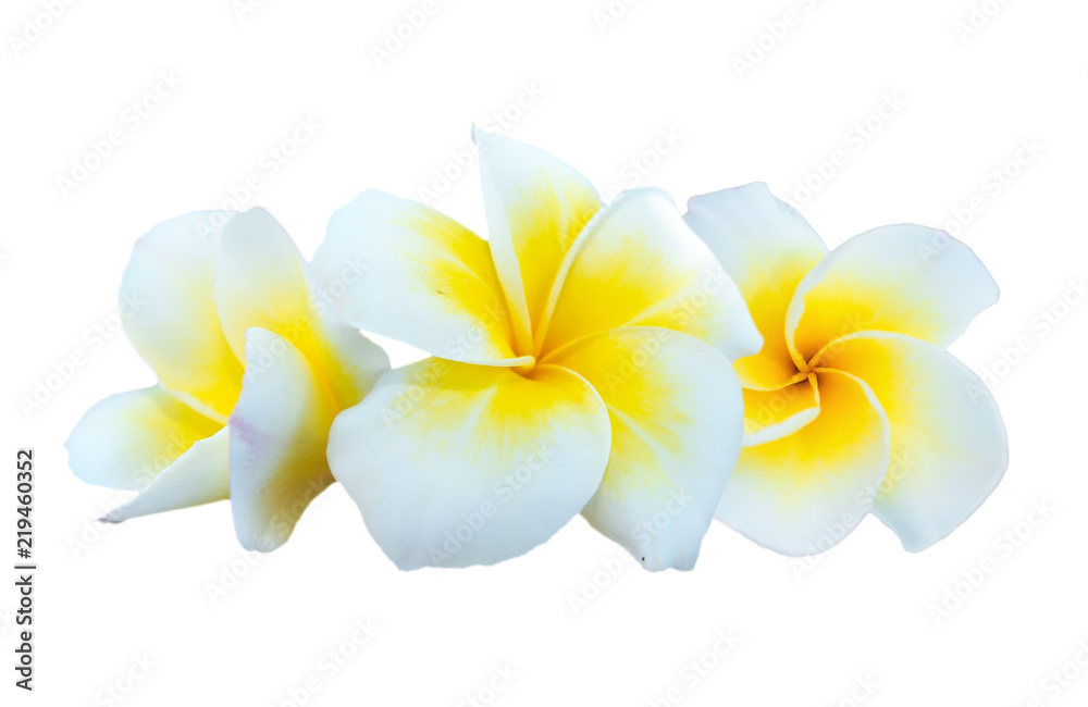 Fototapeta premium Delicate, yellow flowers Plumeria. Isolated.
