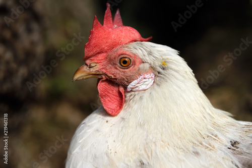 Close-up of white domestic hen in the garden on the farm