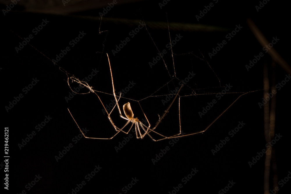 Long legs spider backlit in black background Long legs spider backlit in black background