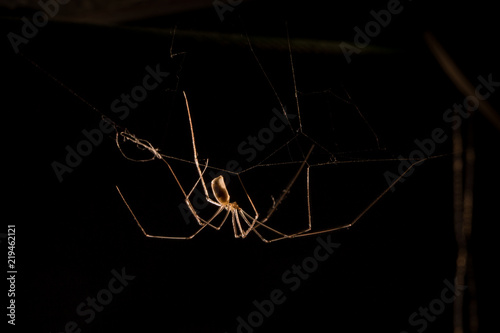 Φωτογραφία Long legs spider backlit in black background
